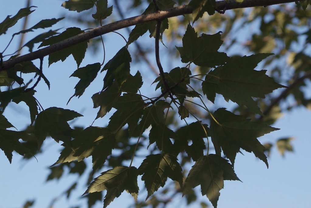 DSF6488.JPG